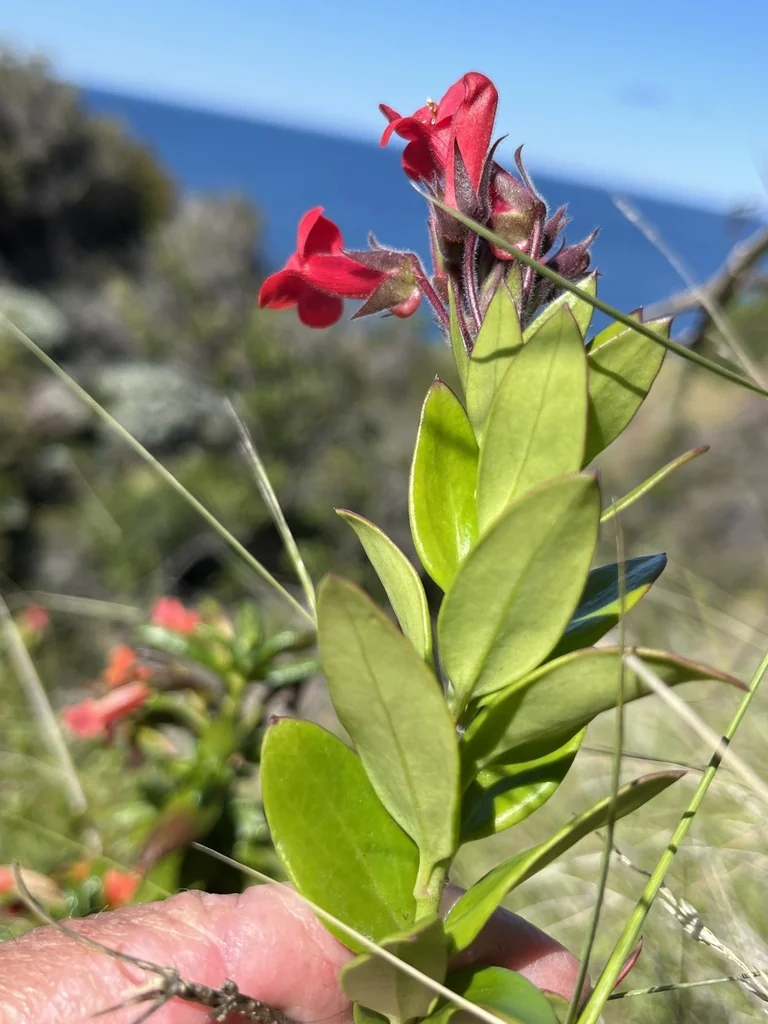 Gambelia Speciosa