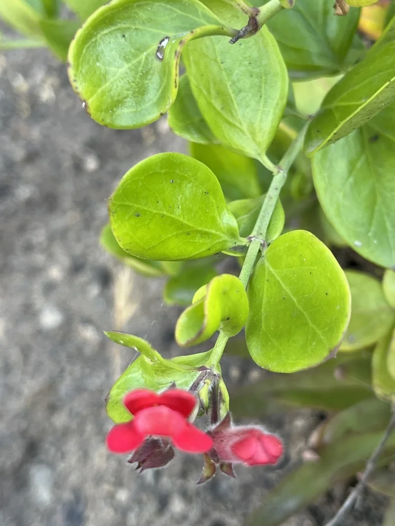 Gambelia Speciosa