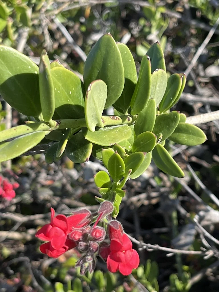 Gambelia Speciosa