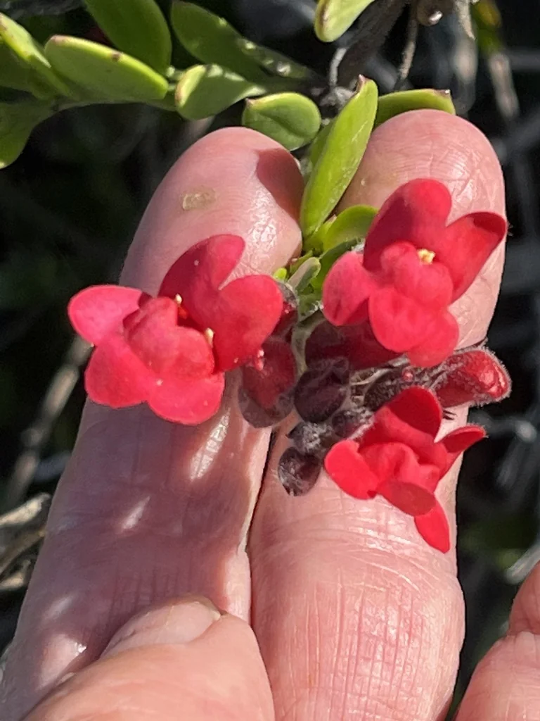 Gambelia Speciosa