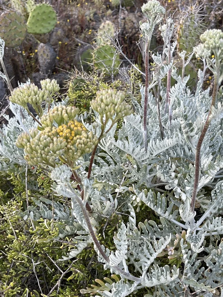 Constancea Nevinii