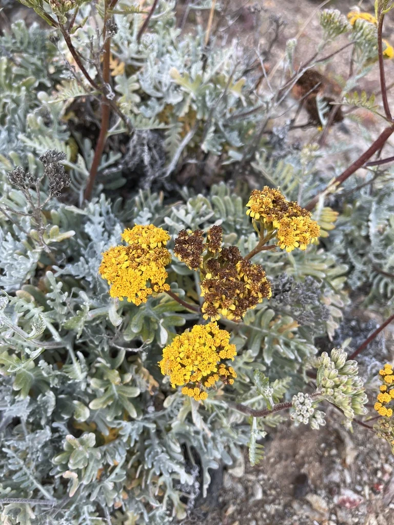 Constancea Nevinii