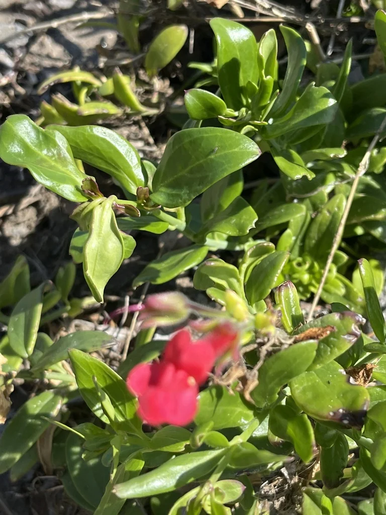 Gambelia Speciosa