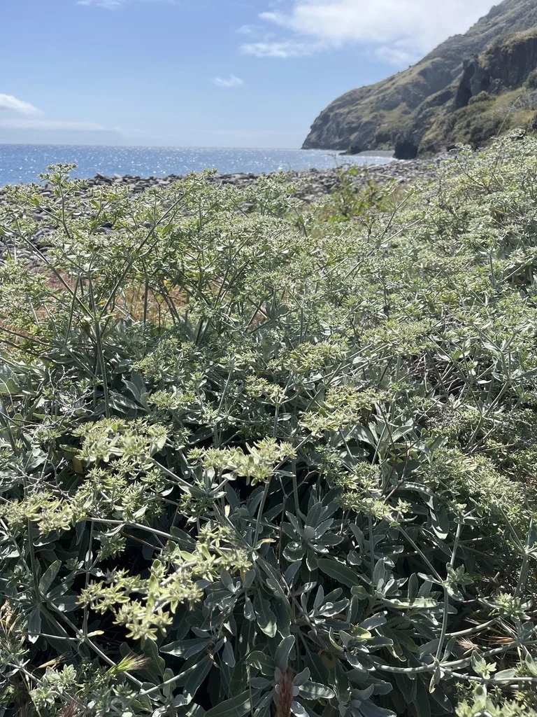 Eriogonum Giganteum