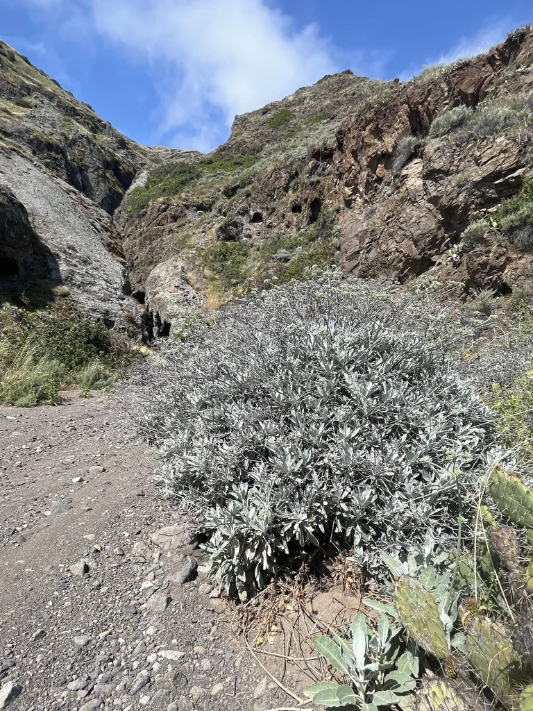 Eriogonum Giganteum