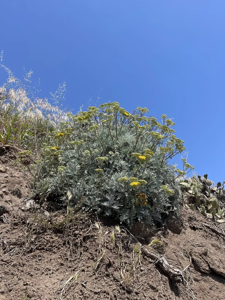 Constancea Nevinii