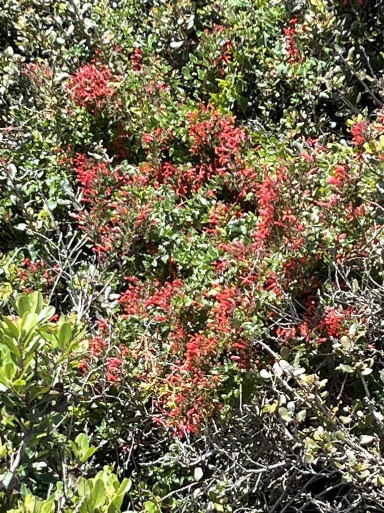 Gambelia Speciosa