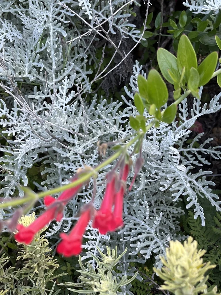 Gambelia Speciosa