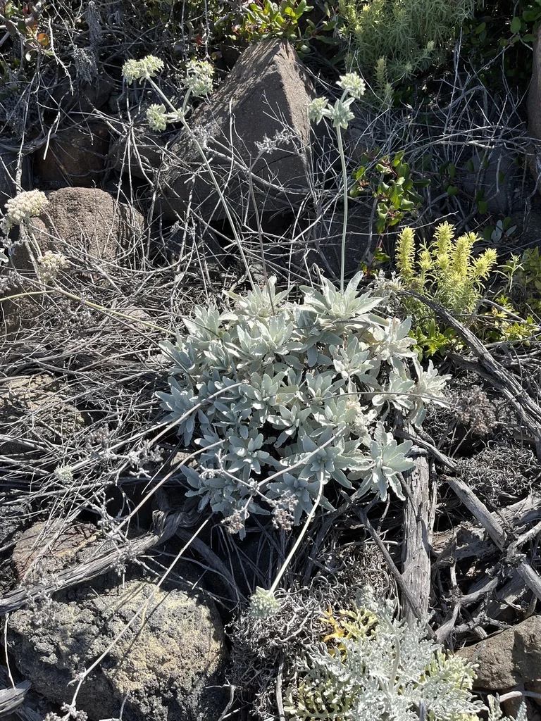 Eriogonum Giganteum