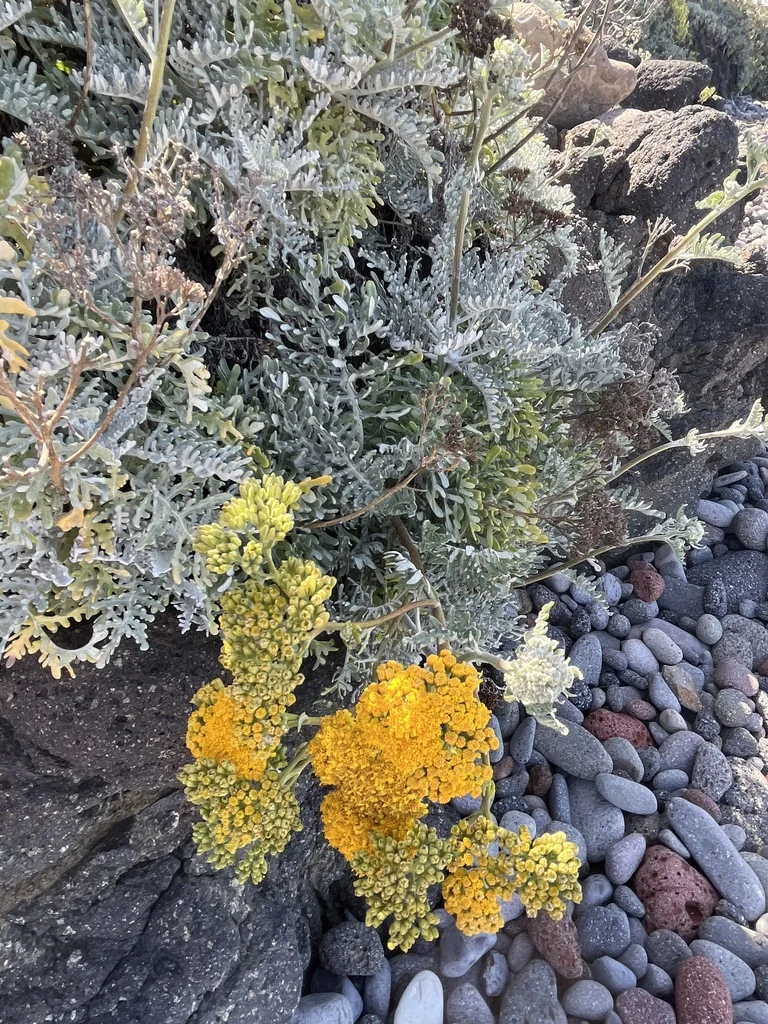 Constancea Nevinii