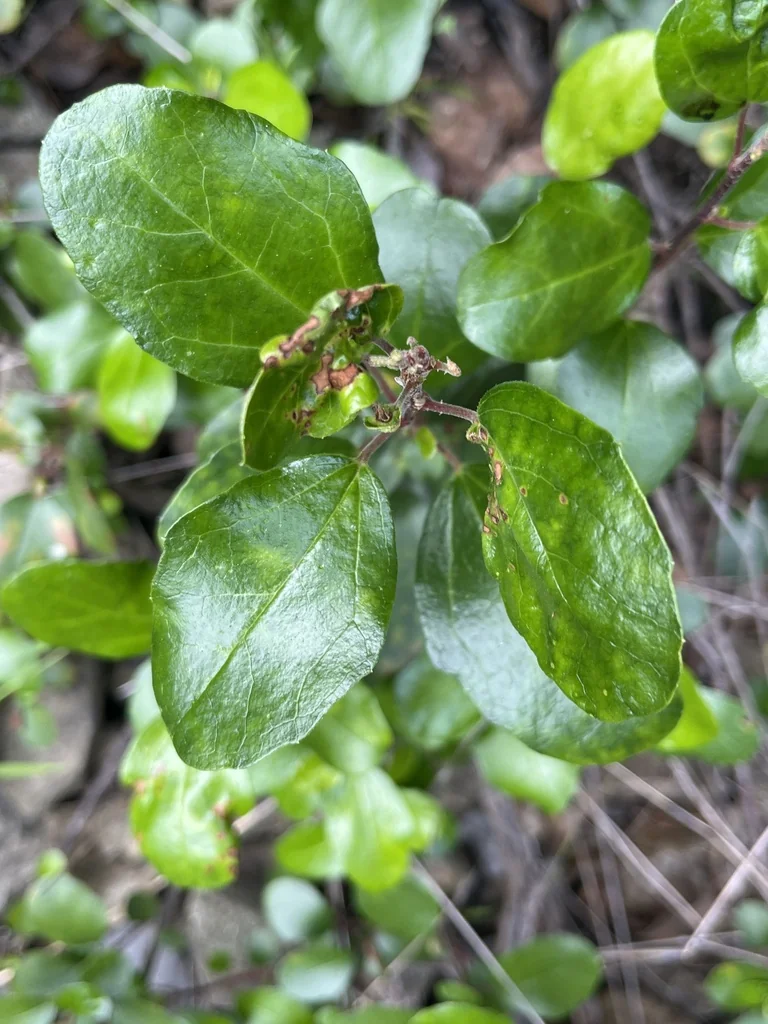 Ribes Viburnifolium