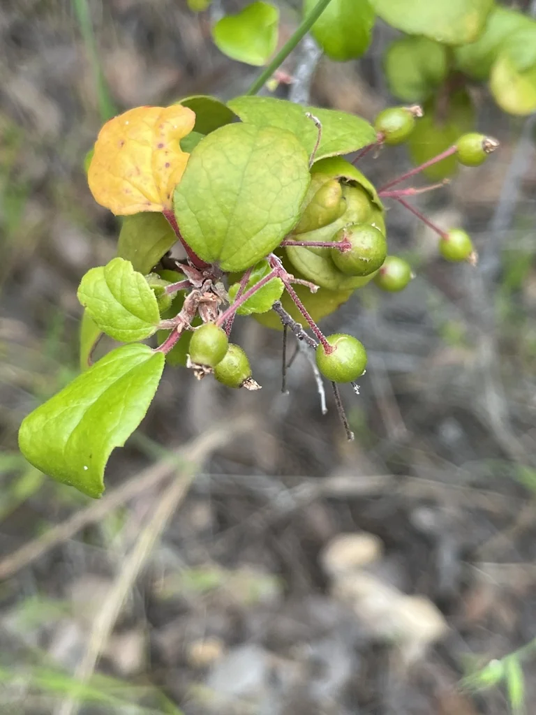 Ribes Viburnifolium