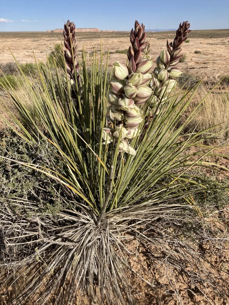 Yucca Baileyi