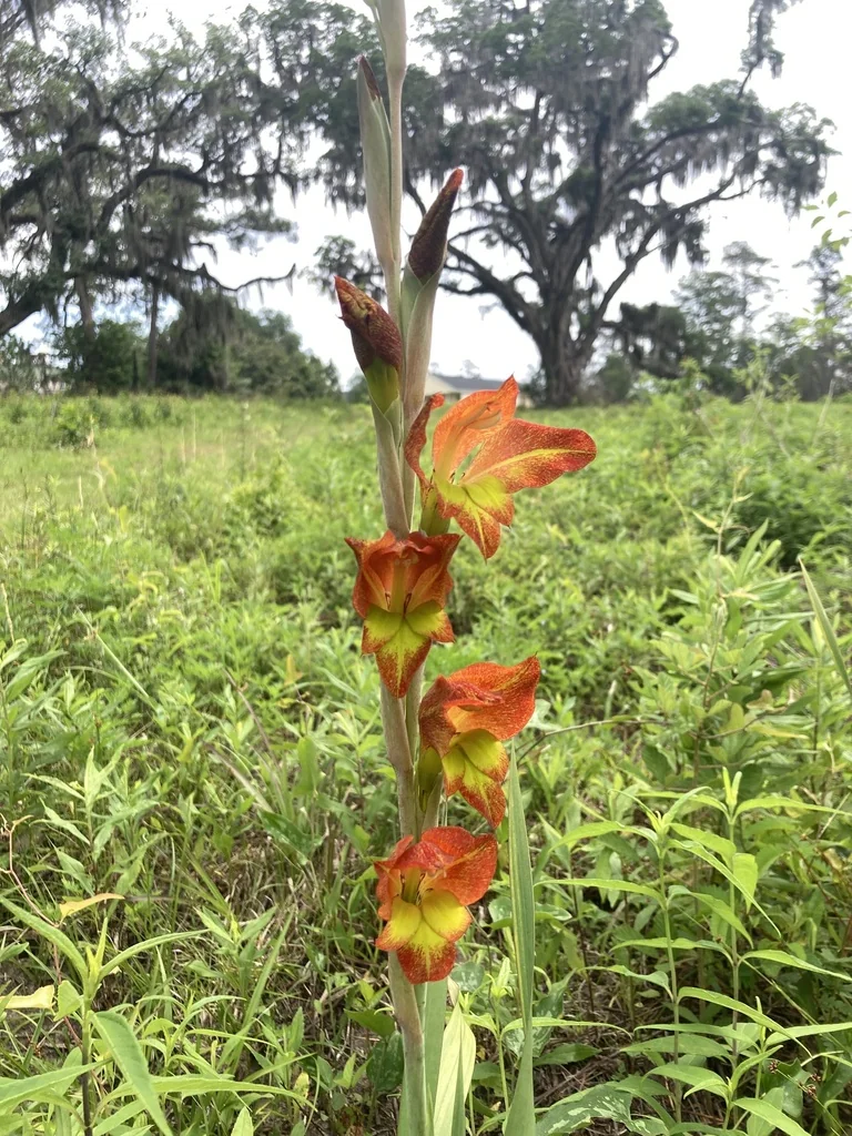 Gladiolus Dalenii