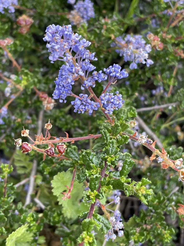 Ceanothus Dentatus