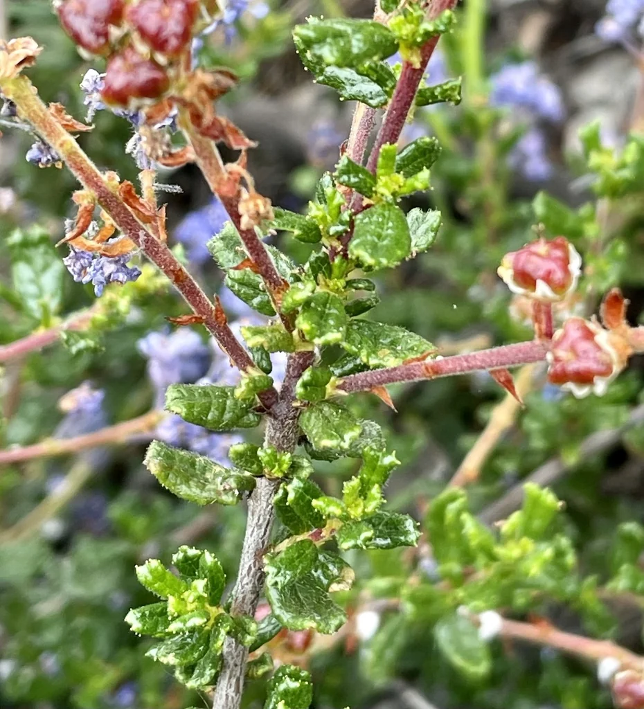 Ceanothus Dentatus