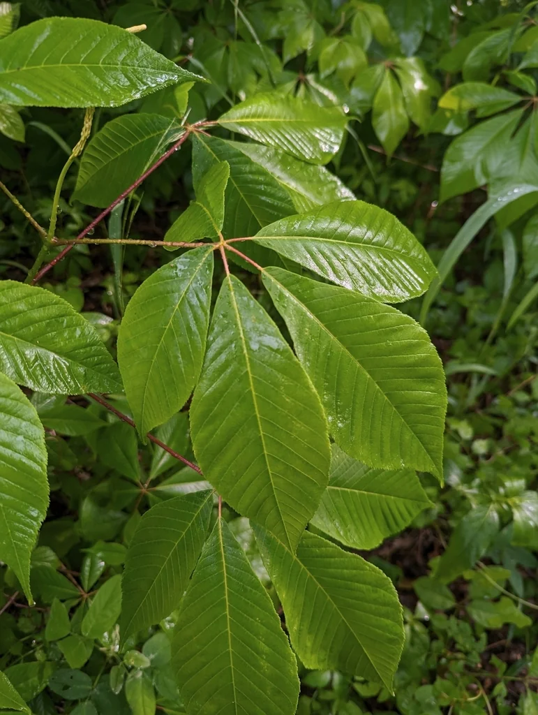 Aesculus Parviflora