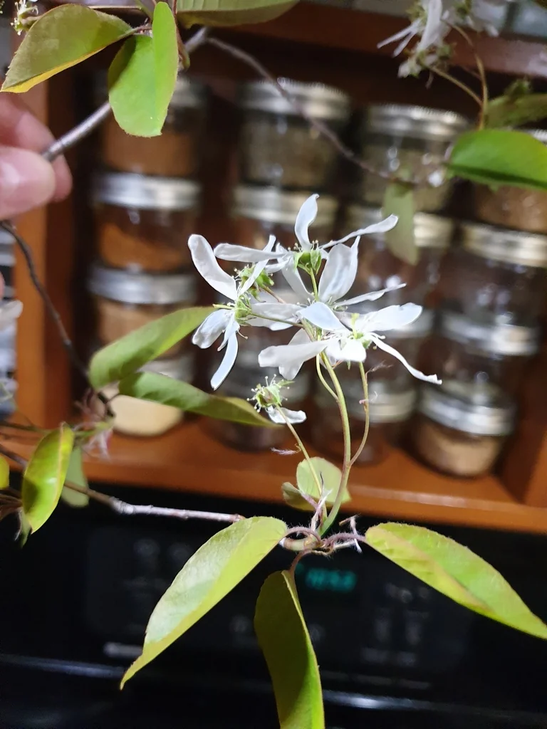 Amelanchier Laevis