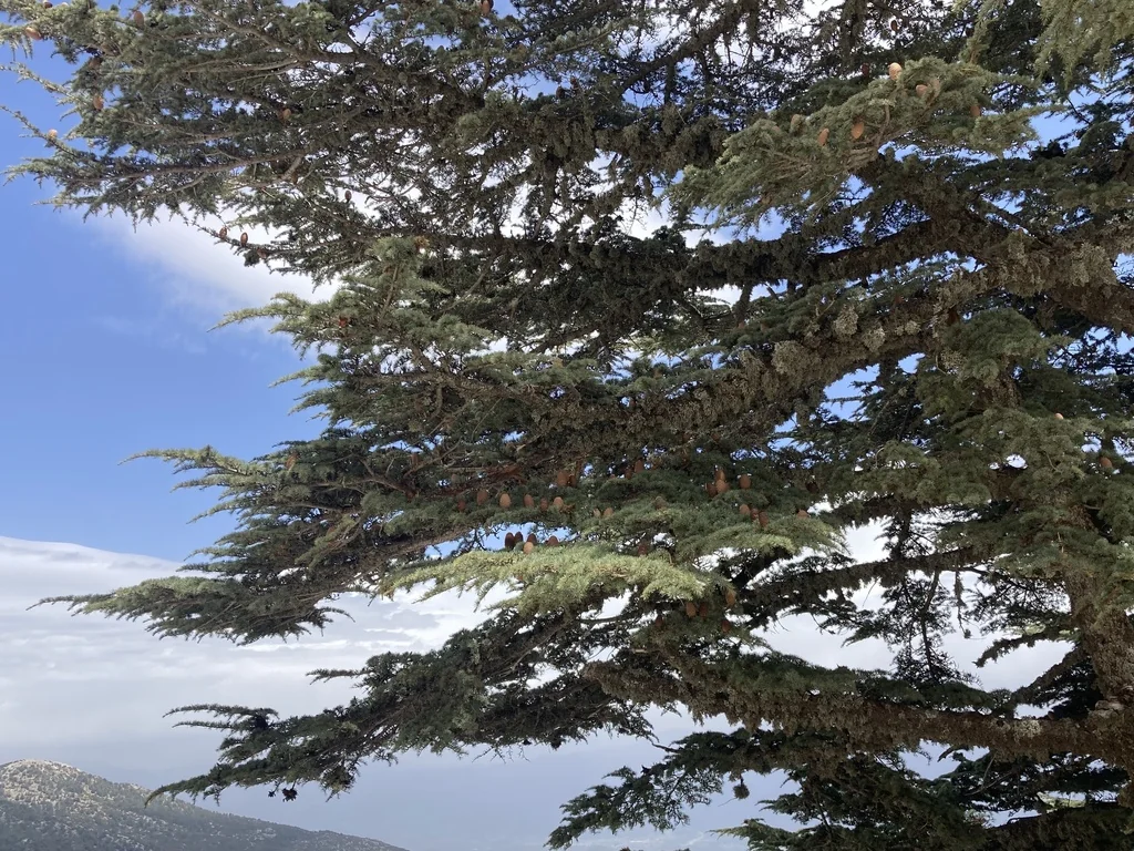 Cedrus Libani