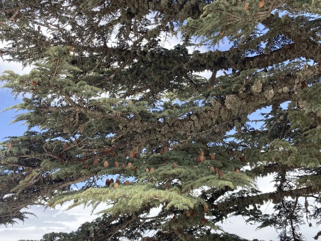 Cedrus Libani