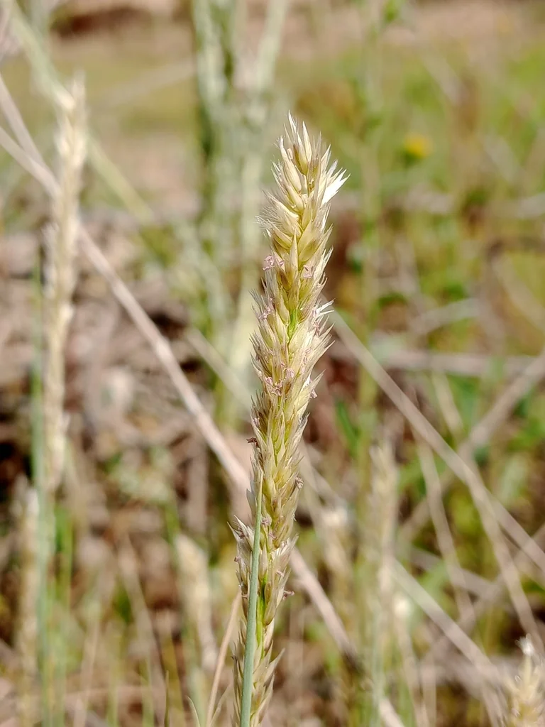 Melica Ciliata