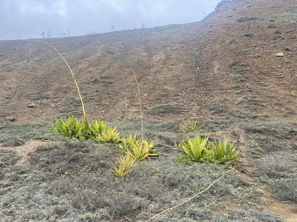 Furcraea Foetida