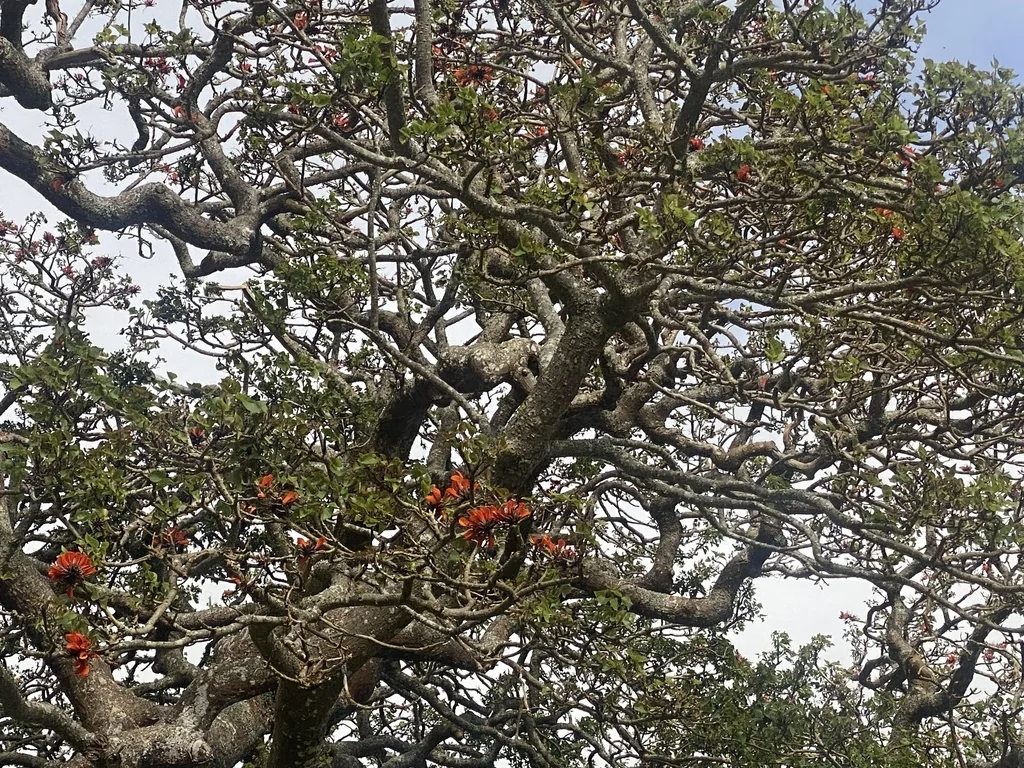 Erythrina Caffra