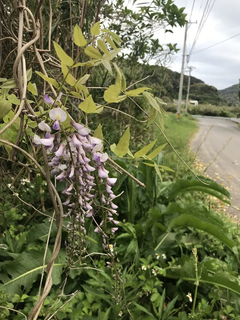 Wisteria Floribunda
