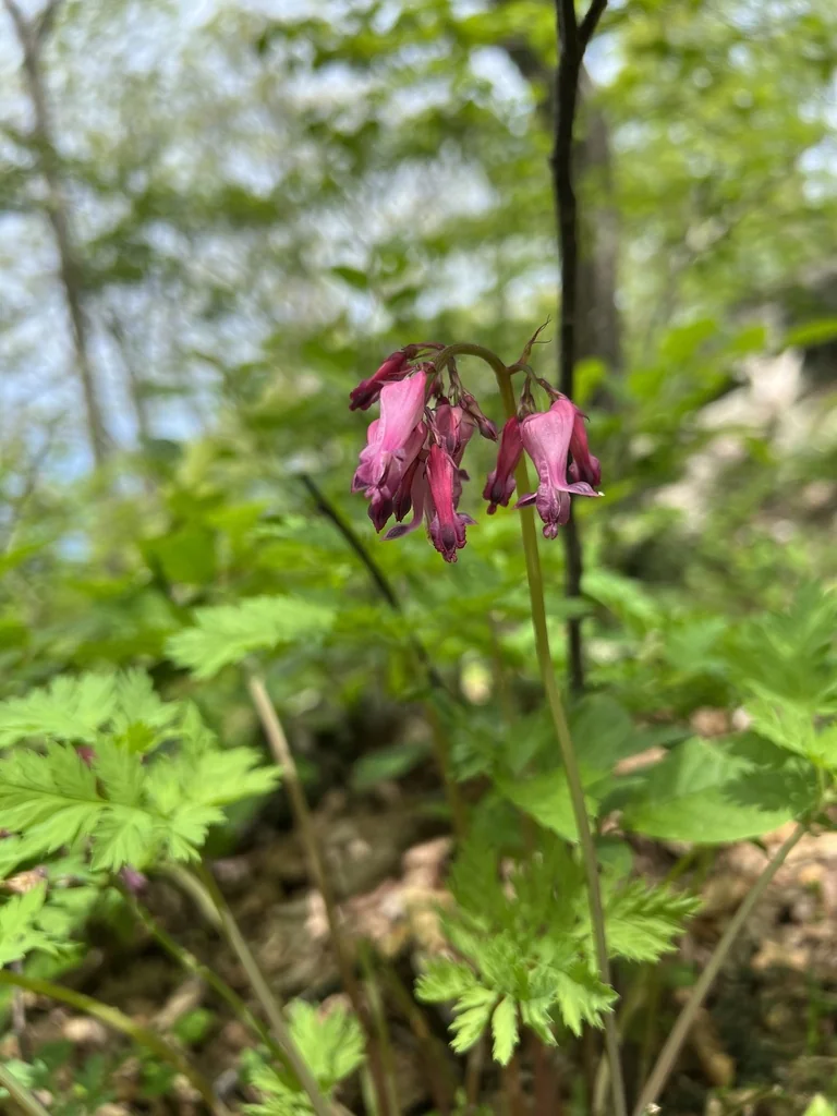 Dicentra Eximia