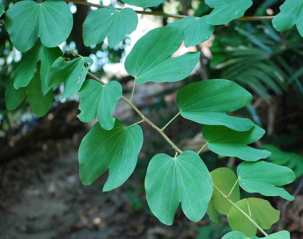 Bauhinia Variegata