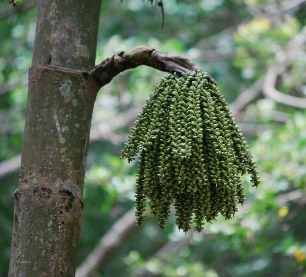 Caryota Mitis