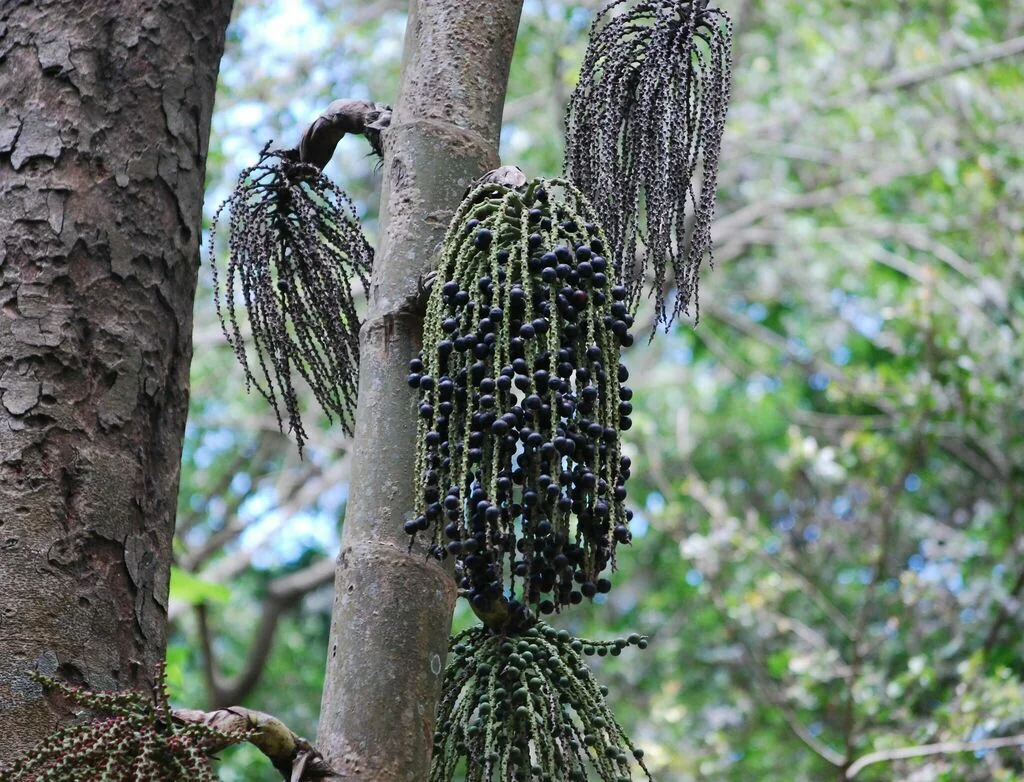 Caryota Urens