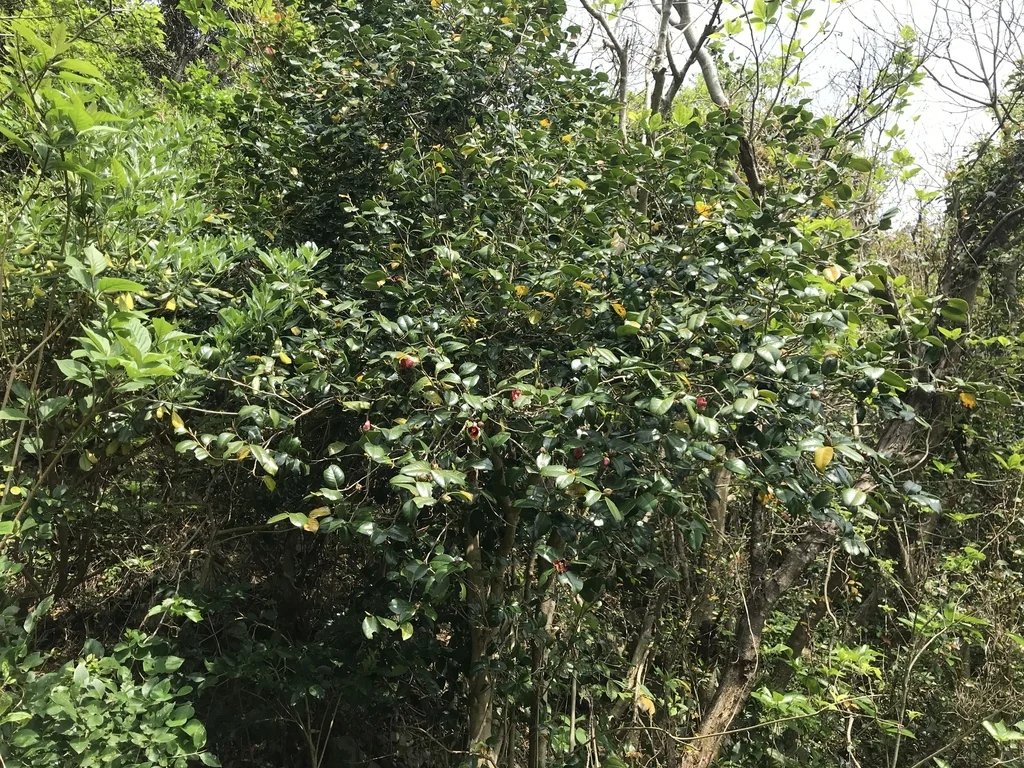 Camellia Japonica
