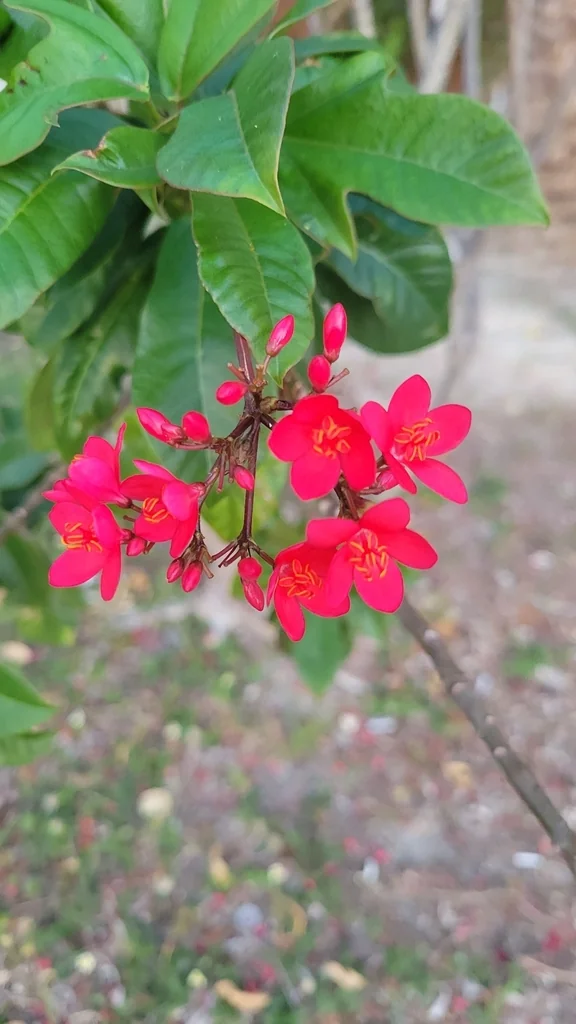 Jatropha Integerrima