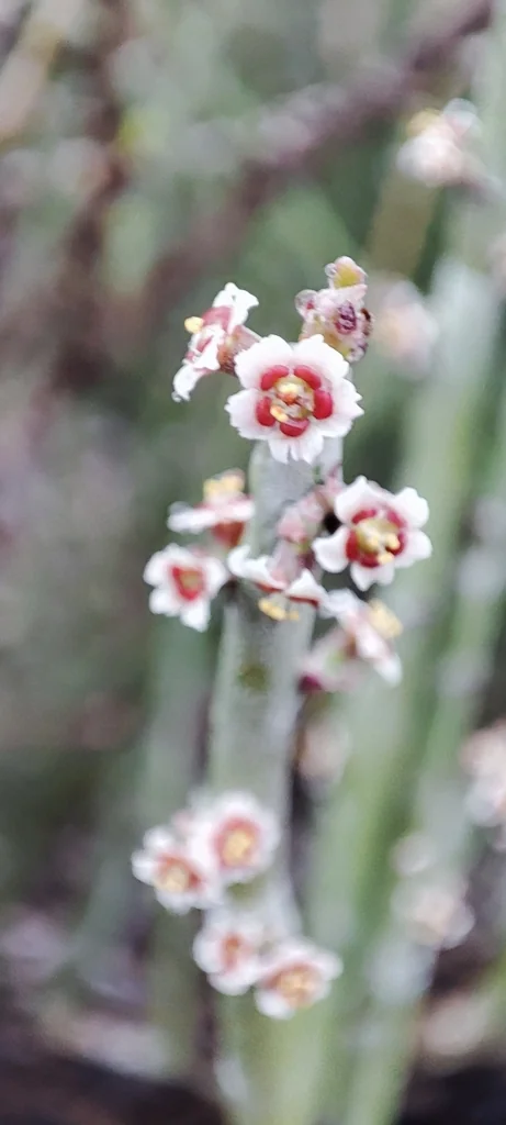 Euphorbia Antisyphilitica