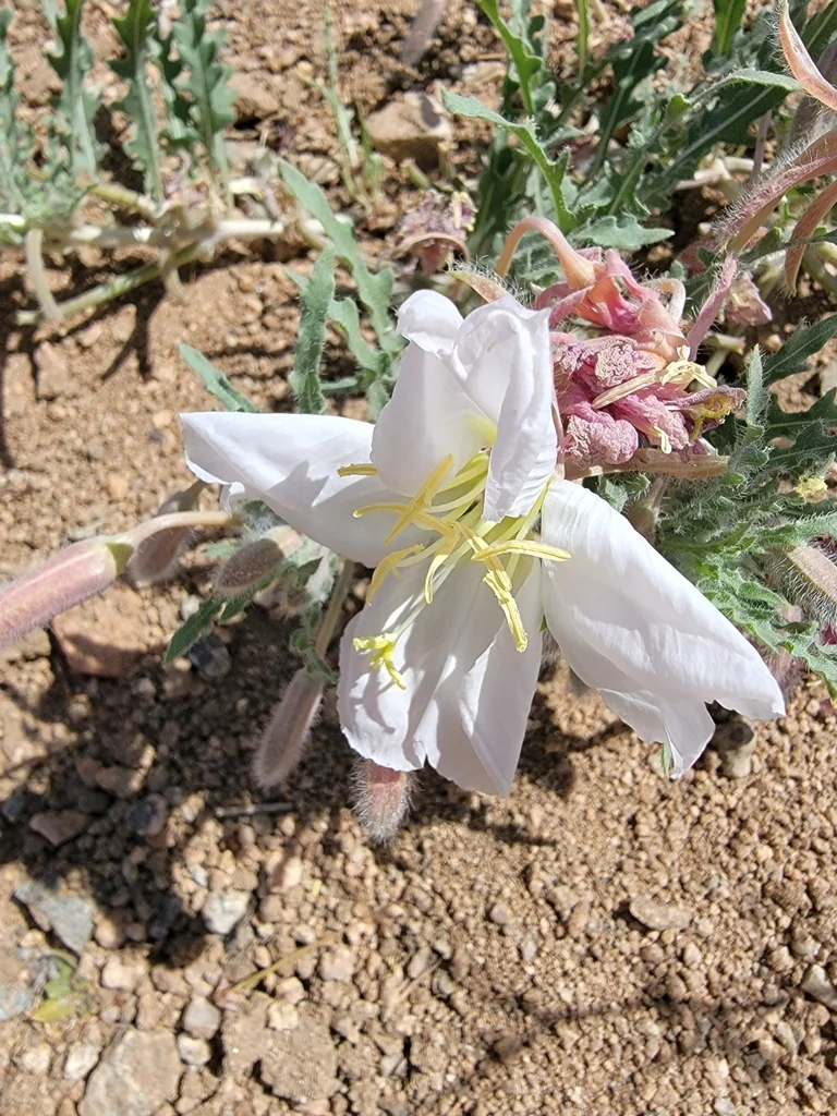 Oenothera californica