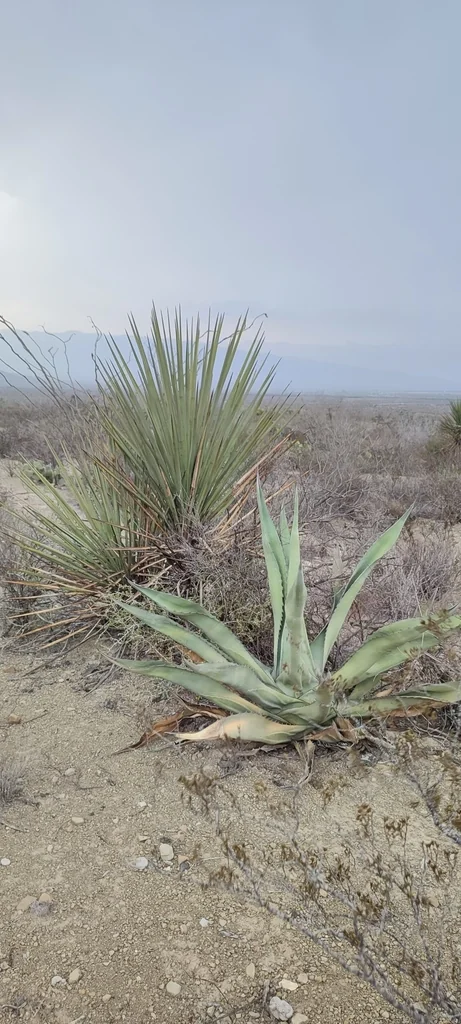 Agave Scabra