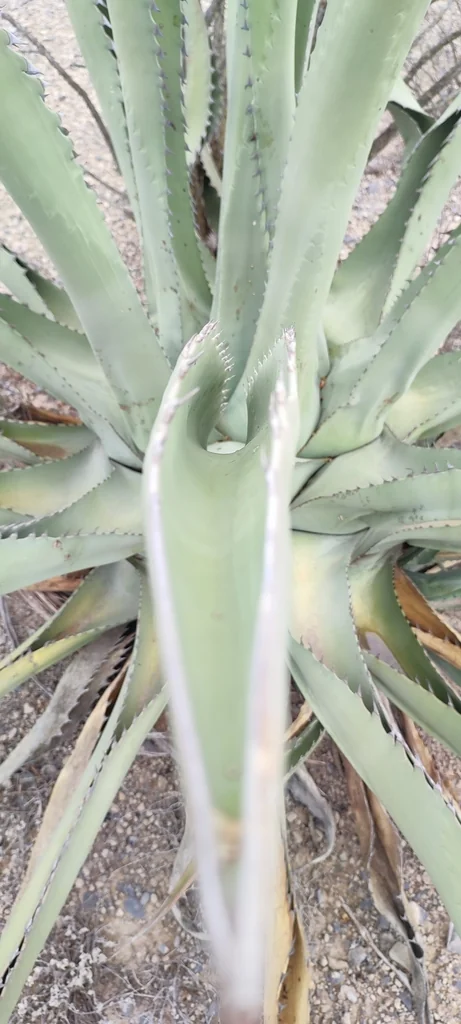 Agave Scabra