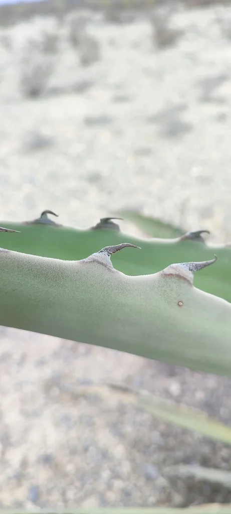 Agave Scabra