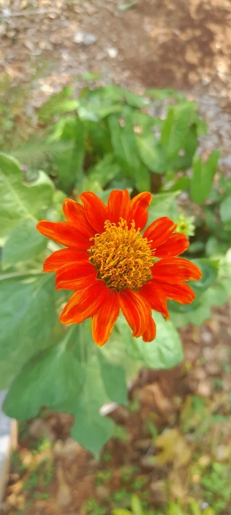 Tithonia Rotundifolia