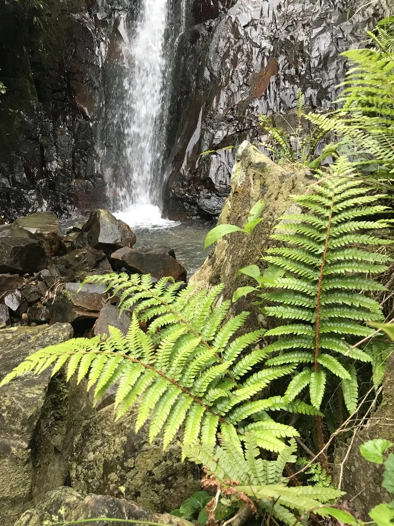 Polystichum Polyblepharum