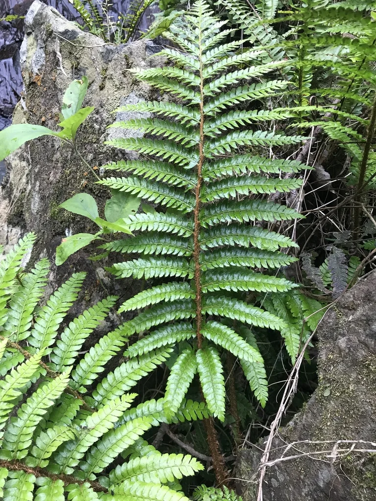 Polystichum Polyblepharum