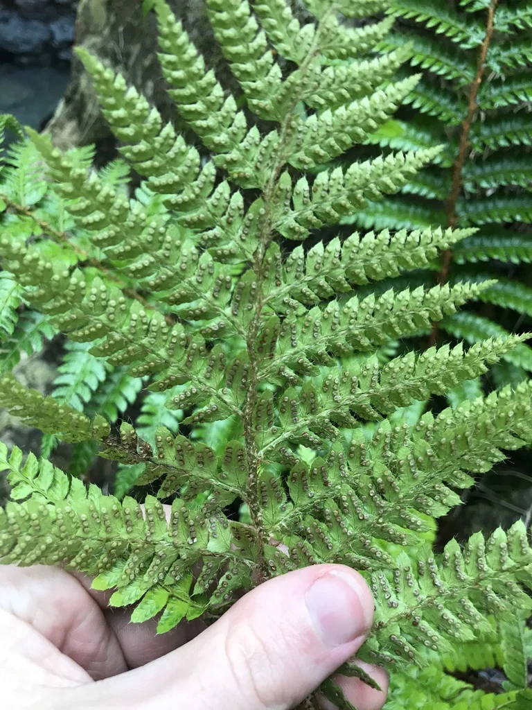 Polystichum Polyblepharum