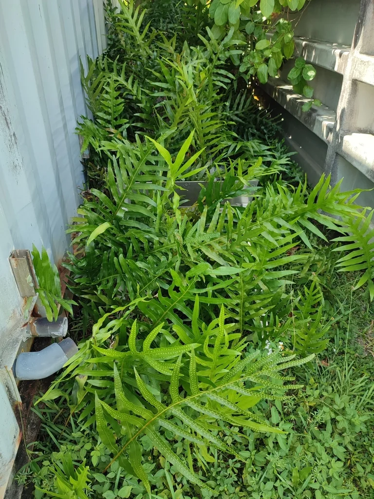 Polypodium Scolopendria