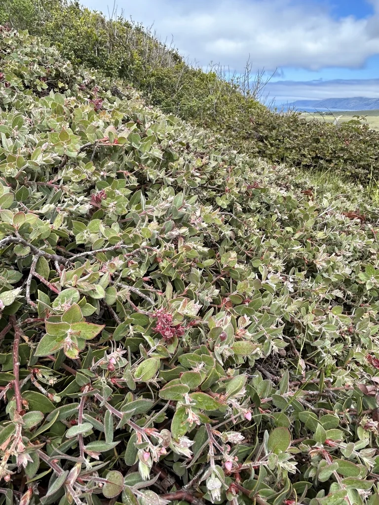 Arctostaphylos Cruzensis