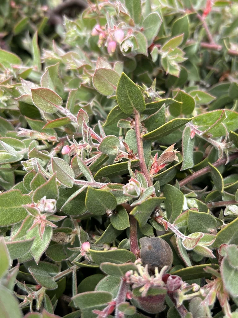 Arctostaphylos Cruzensis