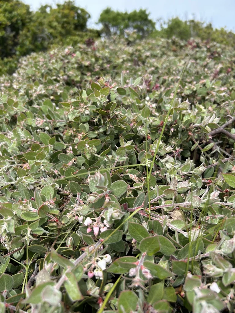 Arctostaphylos Cruzensis