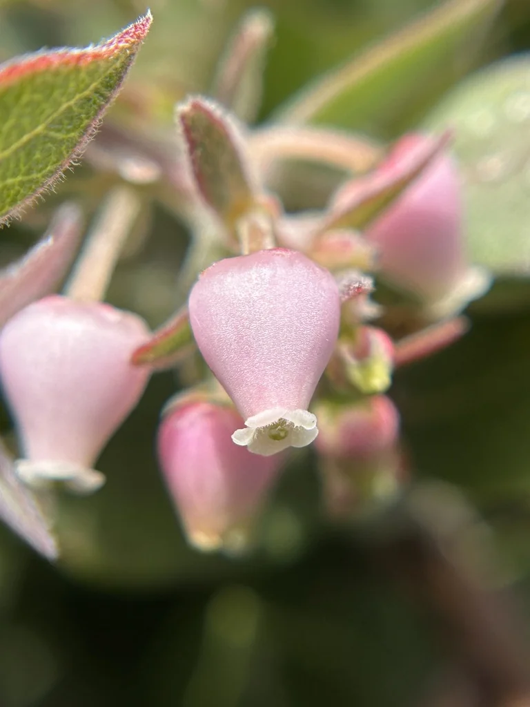 Arctostaphylos Cruzensis
