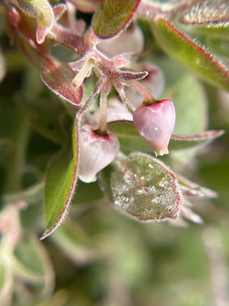 Arctostaphylos Cruzensis