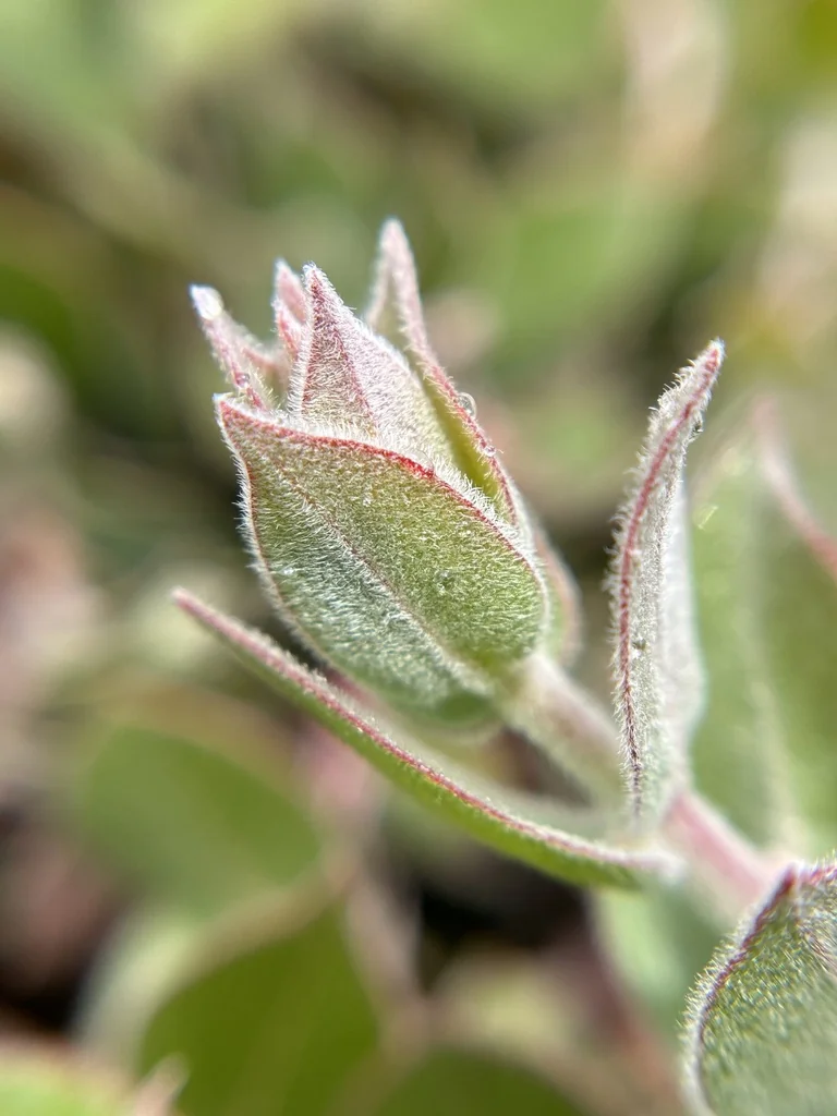 Arctostaphylos Cruzensis